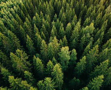 Aerial top view of summer green trees in forest in rural Finland. Drone photography