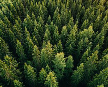 Aerial top view of summer green trees