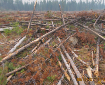 Debris loading and fire behaviour potential
