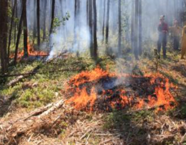 Fire behaviour in mulch fuelbeds along linear corridors