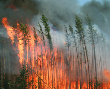 Fire behaviour in thinner Jack Pine