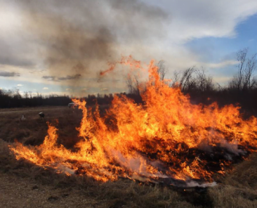 Identifying less flammable native vegetation for use in linear corridor