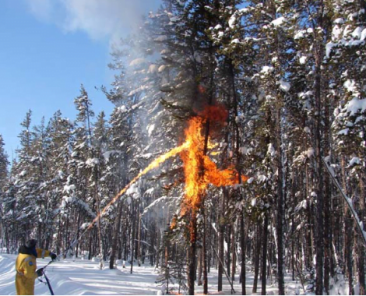 Removal of tree crowns under winter conditions using a terra torch