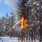 Removal of tree crowns under winter conditions using a terra torch