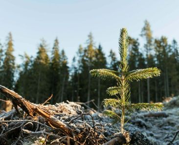 Newly planted spruce seedling