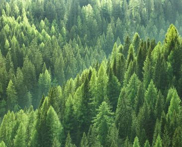 Healthy green trees in forest of spruce, fir and pine